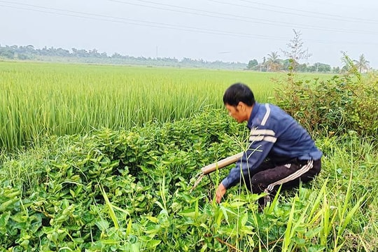"Săn" lươn đồng